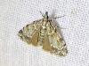 Scoparia sp.